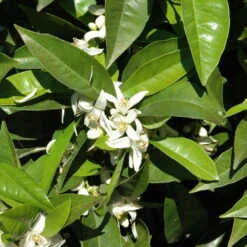 Orangenbaum, Kurz-Stamm, Topf-Ø Ca. 26 Cm -Pflanzen Geschäft 0630100030 KB Citrus sinensis Stamm T33 1 88065