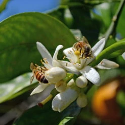 Orangenbaum, Kurz-Stamm, Topf-Ø Ca. 26 Cm -Pflanzen Geschäft 0630100030 KB Citrus sinensis Stamm T33 4 87842