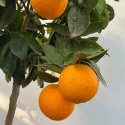 Orangenbaum, Kurz-Stamm, Topf-Ø Ca. 26 Cm -Pflanzen Geschäft 0630100030 KB Citrus sinensis Stamm T33 5 104199