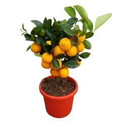 Calamondin, Mini-Stamm, Topf-Ø 15 Cm -Pflanzen Geschäft 0630100430 KB Citrus madurensis Stamm T15 H40 Calamondin farbiger Topf 3 79067