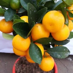 Calamondin, Mini-Stamm, Topf-Ø 15 Cm -Pflanzen Geschäft 0630100430 KB Citrus madurensis Stamm T15 H40 Calamondin farbiger Topf 5 78894