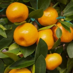 Calamondin, Mini-Stamm, Topf-Ø 15 Cm -Pflanzen Geschäft 0630100430 KB Citrus madurensis Stamm T15 H40 Calamondin farbiger Topf 6 78893
