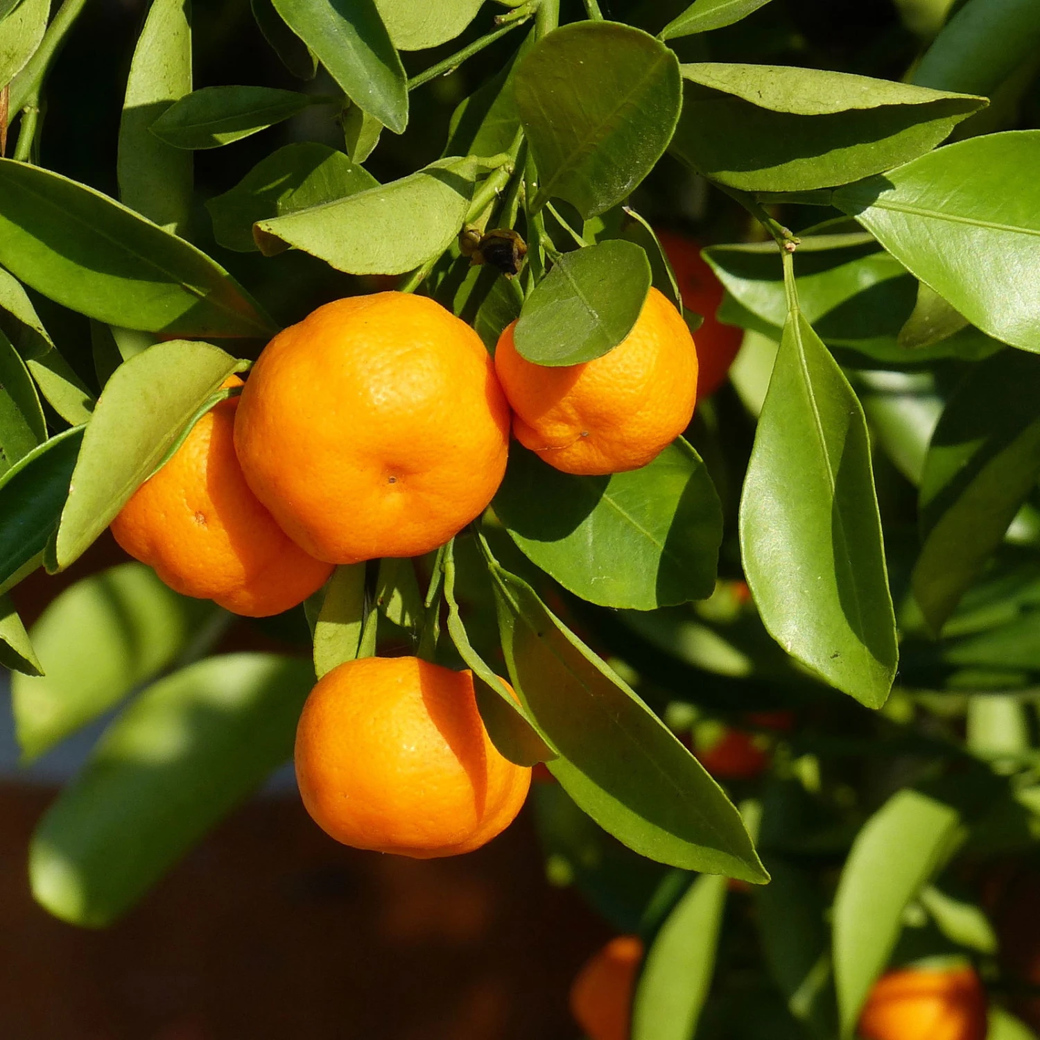 Clementine, Stamm, Topf-Ø Ca. 20 Cm, Höhe Ca. 60 Cm 4 Clementine, Stamm, Topf-Ø Ca. 20 Cm, Höhe Ca. 60 Cm – Bild 2