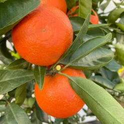 Clementine, Stamm, Topf-Ø Ca. 33 Cm, Höhe Ca. 150 Cm -Pflanzen Geschäft 0630100698 KB Citrus clementina Stamm T33 6 104216