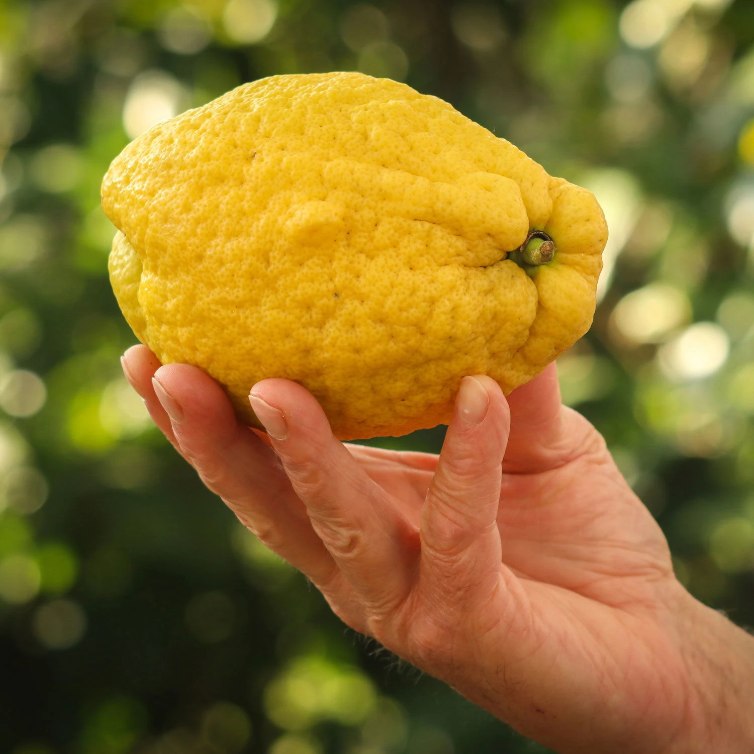 Zitronatzitrone 'Maxima', Stamm, Topf-Ø 22 Cm, Höhe 70 Cm 4 Zitronatzitrone 'Maxima', Stamm, Topf-Ø 22 Cm, Höhe 70 Cm – Bild 2