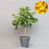 Bergamotte 'Bergamia', Stamm, Topf-Ø 20 Cm, Höhe Ca. 60 Cm -Pflanzen Geschäft 0630200007 Citrus limon Stamm T20 Bergamia 97292