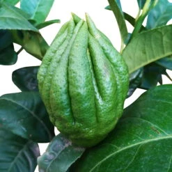 Zitronatzitronenbaum 'Buddhas Hand', Stamm, Topf-Ø 35 Cm -Pflanzen Geschäft 0630200016 Citrus limon Stamm T20 Buddhas Hand 11 93359