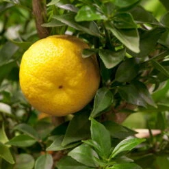 Citrus Myrtifolia, Stamm, Topf-Ø 20 Cm, Höhe Ca. 60 Cm 21 Citrus Myrtifolia, Stamm, Topf-Ø 20 Cm, Höhe Ca. 60 Cm -Pflanzen Geschäft 0630400005 Citrus myrtifolia Stamm T20 1 104274