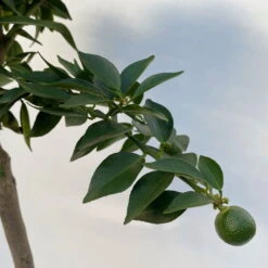 Citrus Myrtifolia, Stamm, Topf-Ø 20 Cm, Höhe Ca. 60 Cm 23 Citrus Myrtifolia, Stamm, Topf-Ø 20 Cm, Höhe Ca. 60 Cm -Pflanzen Geschäft 0630400005 Citrus myrtifolia Stamm T20 7 104276