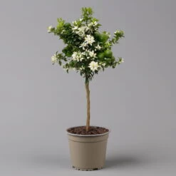 Citrus Myrtifolia, Stamm, Topf-Ø 20 Cm, Höhe Ca. 60 Cm 16 Citrus Myrtifolia, Stamm, Topf-Ø 20 Cm, Höhe Ca. 60 Cm -Pflanzen Geschäft 0630400005 Citrus myrtifolia Stamm T20 Chinotto H60 2 125609