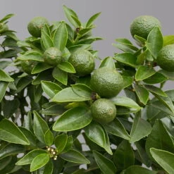 Citrus Myrtifolia, Stamm, Topf-Ø 20 Cm, Höhe Ca. 60 Cm 19 Citrus Myrtifolia, Stamm, Topf-Ø 20 Cm, Höhe Ca. 60 Cm -Pflanzen Geschäft 0630400005 Citrus myrtifolia Stamm T20 Chinotto H60 5 125608