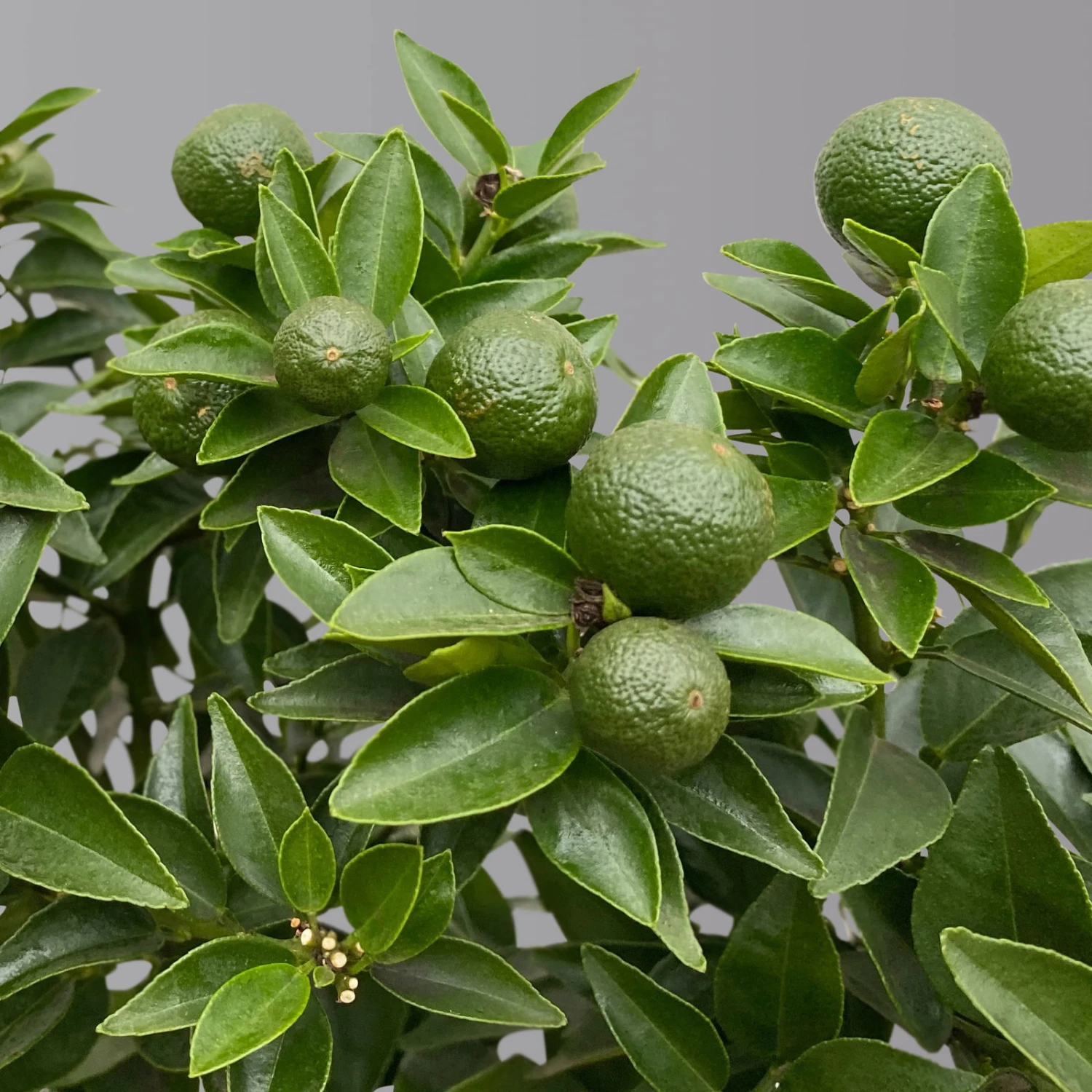 Citrus Myrtifolia, Stamm, Topf-Ø 20 Cm, Höhe Ca. 60 Cm 8 Citrus Myrtifolia, Stamm, Topf-Ø 20 Cm, Höhe Ca. 60 Cm – Bild 6