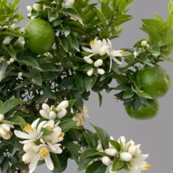 Citrus Myrtifolia, Stamm, Topf-Ø 20 Cm, Höhe Ca. 60 Cm 17 Citrus Myrtifolia, Stamm, Topf-Ø 20 Cm, Höhe Ca. 60 Cm -Pflanzen Geschäft 0630400005 Citrus myrtifolia Stamm T20 Chinotto H60 7 125607