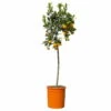 Calamondin, Stamm, Topf-Ø 24 Cm, Höhe Ca. 100 - 140 Cm -Pflanzen Geschäft 0630400020 Citrus madurensis Stamm T24 1 114169