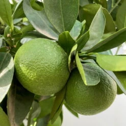 Orangenbaum, Kurz-Stamm, Topf-Ø Ca. 26 Cm -Pflanzen Geschäft 0630400049 Citrus sinensis Busch T26 3 104290