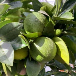 Orangenbaum, Kurz-Stamm, Topf-Ø Ca. 26 Cm -Pflanzen Geschäft 0630400049 Citrus sinensis Busch T26 4 104289