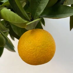 Orangenbaum, Kurz-Stamm, Topf-Ø Ca. 26 Cm -Pflanzen Geschäft 0630400049 Citrus sinensis Busch T26 8 104288