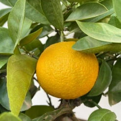 Orangenbaum, Kurz-Stamm, Topf-Ø Ca. 26 Cm -Pflanzen Geschäft 0630400049 Citrus sinensis Busch T26 9 104287