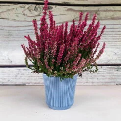 Knospenheide, Rot, Topf-Ø 12 Cm, 6er-Set -Pflanzen Geschäft 0650100105 Calluna vulgaris T1213 rot Knospenblueher H25 2 70074