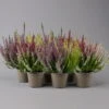 Knospenheide 'Trio' Bunt, Mix Nach Verfügbarkeit, Topf-Ø 10,5/11 Cm, 6er-Set -Pflanzen Geschäft 0650200211 0650200212 Calluna Beauty Ladies Trio T11 Wildberry Wonder 6erSet 1 125918