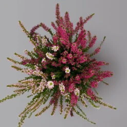 Knospenheide 'Trio' Bunt, Mix Nach Verfügbarkeit, Topf-Ø 10,5/11 Cm, 6er-Set -Pflanzen Geschäft 0650200211 0650200212 Calluna Beauty Ladies Trio T11 Wildberry Wonder 6erSet 3 125920