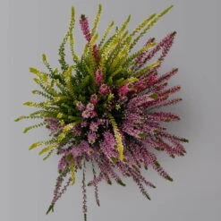 Knospenheide 'Trio' Bunt, Mix Nach Verfügbarkeit, Topf-Ø 10,5/11 Cm, 6er-Set -Pflanzen Geschäft 0650200212 0650200220 Calluna vulgaris Milca Trio T11 rotlilaweiss 6erSet 1 125924