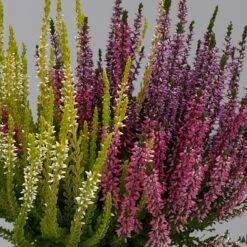Knospenheide 'Trio' Bunt, Mix Nach Verfügbarkeit, Topf-Ø 10,5/11 Cm, 6er-Set -Pflanzen Geschäft 0650200212 0650200220 Calluna vulgaris Milca Trio T11 rotlilaweiss 6erSet 2 125923