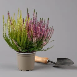 Knospenheide 'Trio' Bunt, Mix Nach Verfügbarkeit, Topf-Ø 10,5/11 Cm, 6er-Set -Pflanzen Geschäft 0650200212 0650200220 Calluna vulgaris Milca Trio T11 rotlilaweiss 6erSet 3 125922