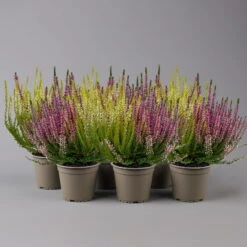 Knospenheide 'Trio' Bunt, Mix Nach Verfügbarkeit, Topf-Ø 10,5/11 Cm, 6er-Set -Pflanzen Geschäft 0650200212 0650200220 Calluna vulgaris Milca Trio T11 rotlilaweiss 6erSet 4 125921