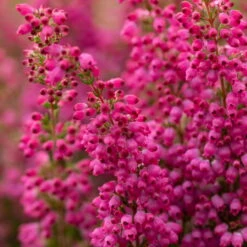 Glockenheide 'Beauty Queens®' Rosa-rot, Farbe Variiert, Topf-Ø 12 Cm, 6er-Set -Pflanzen Geschäft 0651100033 Erica gracilis Beauty Queen rosa rot 6er Set WS 2 95895