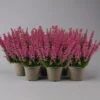 Glockenheide 'Beauty Queens®' Rosa-rot, Farbe Variiert, Topf-Ø 12 Cm, 6er-Set -Pflanzen Geschäft 0651100062 Erica gracilis Beauty Queen T12 rosa rot 6erSet 1 125933