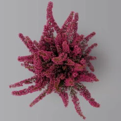 Glockenheide 'Beauty Queens®' Rosa-rot, Farbe Variiert, Topf-Ø 12 Cm, 6er-Set -Pflanzen Geschäft 0651100062 Erica gracilis Beauty Queen T12 rosa rot 6erSet 3 125935