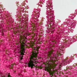 Glockenheide 'Beauty Queens®' Rosa-rot, Farbe Variiert, Topf-Ø 12 Cm, 6er-Set -Pflanzen Geschäft 0651100062 Erica gracilis Beauty Queen T12 rosa rot 6erSet 2 125796