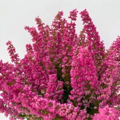 Glockenheide 'Beauty Queens®' Rosa-rot, Farbe Variiert, Topf-Ø 12 Cm, 6er-Set -Pflanzen Geschäft 0651100062 Erica gracilis Beauty Queen T12 rosa rot 6erSet 3 125797