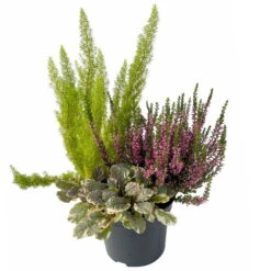 Calluna Mix, Rot-rosa, Topf-Ø 17cm, 2er-Set -Pflanzen Geschäft 0651200033 0651200038 Calluna Mixtopf T17 Calluna rot Erica arborea Ajuga 3 114175
