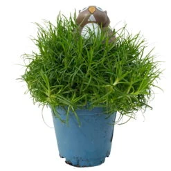 Sternmoos Mit Eulenstecker, Topf-Ø 6 Cm, 12er-Set -Pflanzen Geschäft 0664300090 Sagina mit Eule T6 12er Set 2 116143