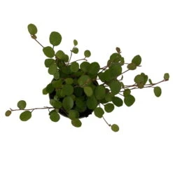 Mühlenbeckia, Mini, Topf-Ø 6 Cm, 12er-Set -Pflanzen Geschäft 0664400077 M hlenbeckia T6 5 116171