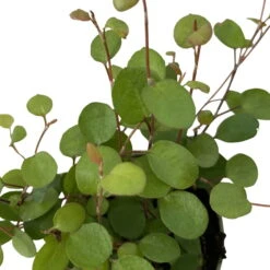 Mühlenbeckia, Mini, Topf-Ø 6 Cm, 12er-Set -Pflanzen Geschäft 0664400077 M hlenbeckia T6 7 116172
