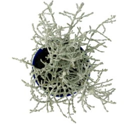 Calocephalus Silber-grau, Mini, Topf-Ø 7 Cm, 12er-Set -Pflanzen Geschäft 0664400078 Calocephalus Mini T6 5 a 116175