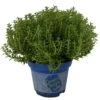 Hebe 'Green Boys®', Topf-Ø 6 Cm, 12er-Set -Pflanzen Geschäft 0664400080 Hebe Green Boys Mini T6 12er Set 2 116179