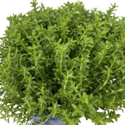 Hebe 'Green Boys®', Topf-Ø 6 Cm, 12er-Set -Pflanzen Geschäft 0664400080 Hebe Green Boys Mini T6 12er Set 6 116180