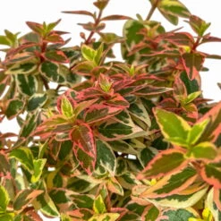Abelie 'Lady Peach', Buntlaubig, Mini, Topf-Ø 6 Cm, 12er-Set -Pflanzen Geschäft 0664400088 Abelia grandiflora Lady Peach buntlaubig Mini T6 12er Set 6 2a 116210