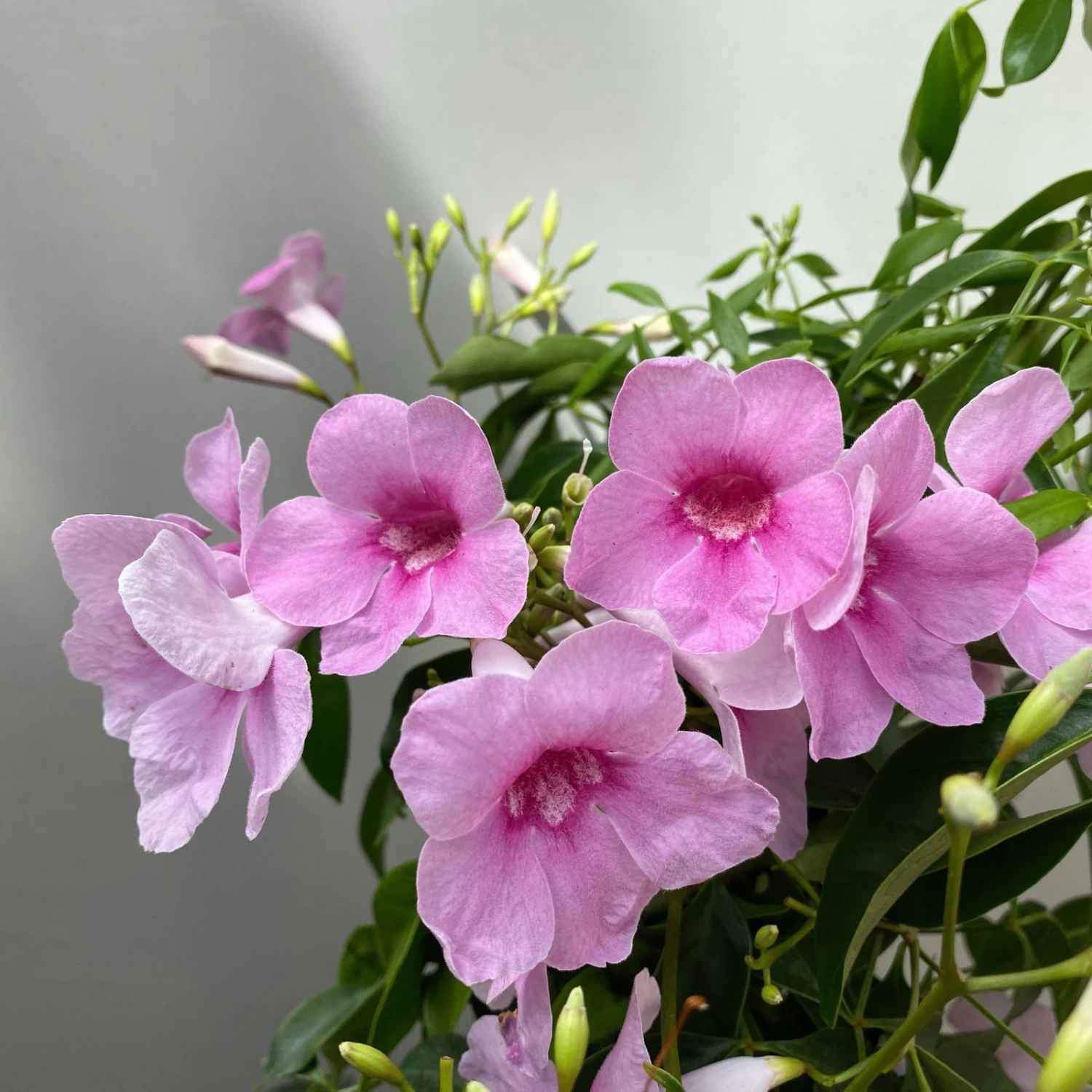 Pandorea, Weiß Bis Rosa Zufällig, Pyramide, Topf-Ø 14 Cm, Höhe Ca. 50 Cm 3 Pandorea, Weiß Bis Rosa Zufällig, Pyramide, Topf-Ø 14 Cm, Höhe Ca. 50 Cm