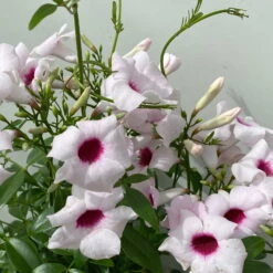 Pandorea, Weiß Bis Rosa Zufällig, Pyramide, Topf-Ø 14 Cm, Höhe Ca. 50 Cm 8 Pandorea, Weiß Bis Rosa Zufällig, Pyramide, Topf-Ø 14 Cm, Höhe Ca. 50 Cm -Pflanzen Geschäft 0670100390 Pandorea jasminoides T19 2163 Pyramide in Farben H70 weiss dunkel 5 119799