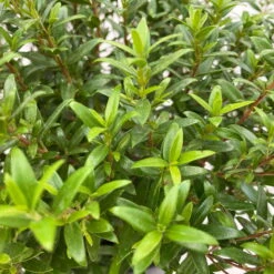 Myrte Weiß, Stamm, Topf-Ø 22 Cm -Pflanzen Geschäft 0670200111 Myrtus microphylla Busch T15 2er Set 10 109728