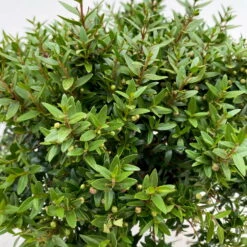 Myrte Weiß, Stamm, Topf-Ø 22 Cm -Pflanzen Geschäft 0670200111 Myrtus microphylla Busch T15 2er Set 3 109729