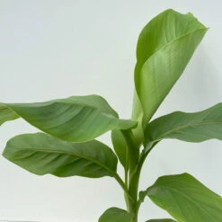 Bananenpflanze, Topf-Ø 17 Cm, Höhe Ca. 60 Cm, 2er-Set -Pflanzen Geschäft 0680100202 0680100219 Musa basjo 6 111828