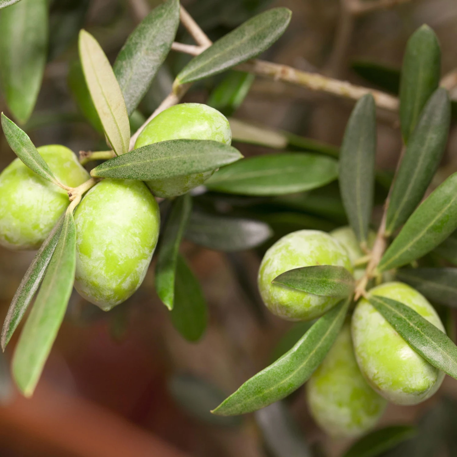 Olivenbaum, Busch, Topf-Ø 15 Cm, Höhe Ca. 30 Cm 8 Olivenbaum, Busch, Topf-Ø 15 Cm, Höhe Ca. 30 Cm – Bild 6