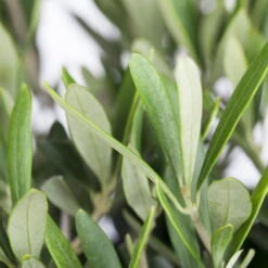 Olivenbaum, Busch, Topf-Ø 15 Cm, Höhe Ca. 30 Cm 14 Olivenbaum, Busch, Topf-Ø 15 Cm, Höhe Ca. 30 Cm -Pflanzen Geschäft 0680200048 0680200051 0680200054 0680200057 0680200061 0680200075 Koelle Olea europaea Busch 76777 1