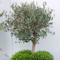 Olivenbaum, Busch, Topf-Ø 15 Cm, Höhe Ca. 30 Cm 13 Olivenbaum, Busch, Topf-Ø 15 Cm, Höhe Ca. 30 Cm -Pflanzen Geschäft 0680200061 Koelle Olea europaea Busch 15 cm Topf 81760